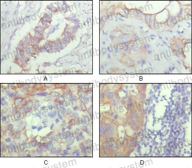 Валидация AntibodySystem RHG64002