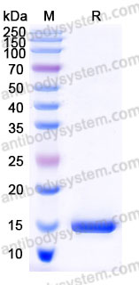 ARD59401, SDS-PAGE