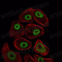 Валидация IF - AntibodySystem RHG87003