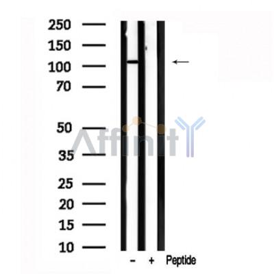 Валидация Affinity AF7604 - 4273
