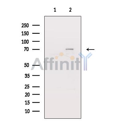 Валидация Affinity AF6313 - 3586