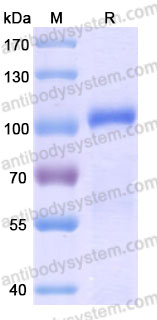 Валидация AntibodySystem AHD06801