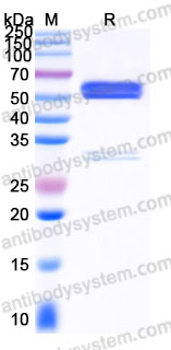 AHG11005, SDS-PAGE