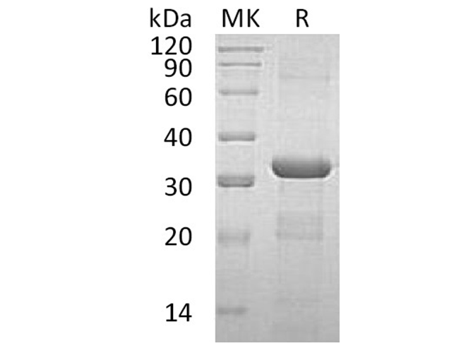 Валидация Elabscience PKSH032282(2784)