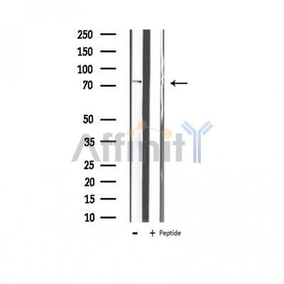 Валидация Affinity AF6010 - 3198