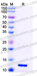 YHE55403, SDS-PAGE