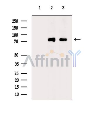 Валидация Affinity DF14621 - 10644