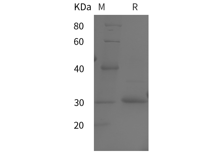 Валидация Elabscience PDEH100893(324)
