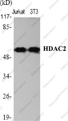 Вестерн-блоттинг, HDAC2, клетки Jurkat и 3T3
