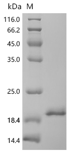 SDS-PAGE
