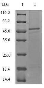 SDS-PAGE