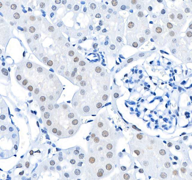 Валидация AssayVector ARM2399(4224)