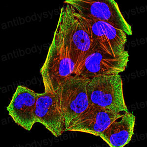 Валидация IF - AntibodySystem RHJ48504