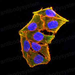 Валидация IF - AntibodySystem RHJ02206