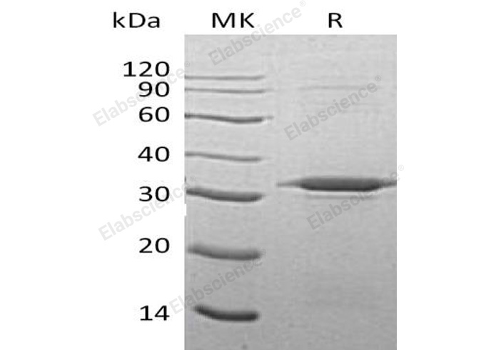 Валидация Elabscience PKSH032101(2646)