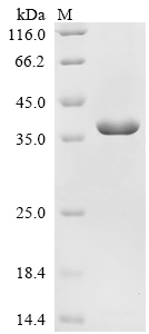 SDS-PAGE