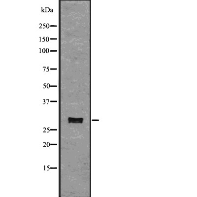 Валидация Affinity DF7751 - 19556