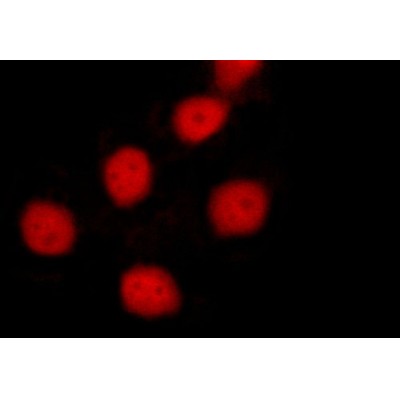 Валидация Affinity AF6017 - 3207