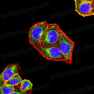 Валидация IF - AntibodySystem RHG26702