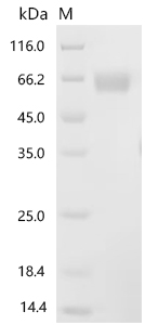 SDS-PAGE