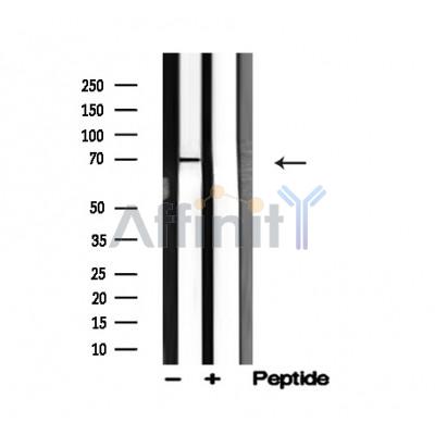 Валидация Affinity AF4679 - 2295