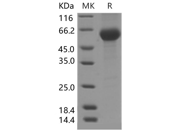 Валидация Elabscience PKSM040287(4299)