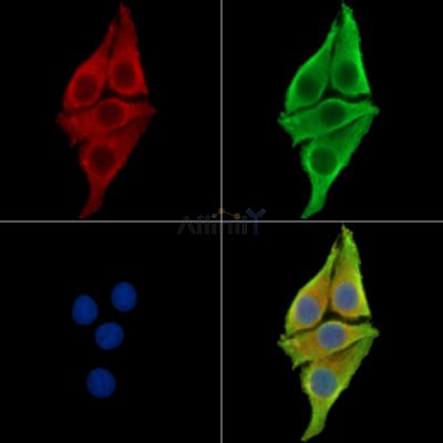 Валидация Affinity DF16040 - 12593