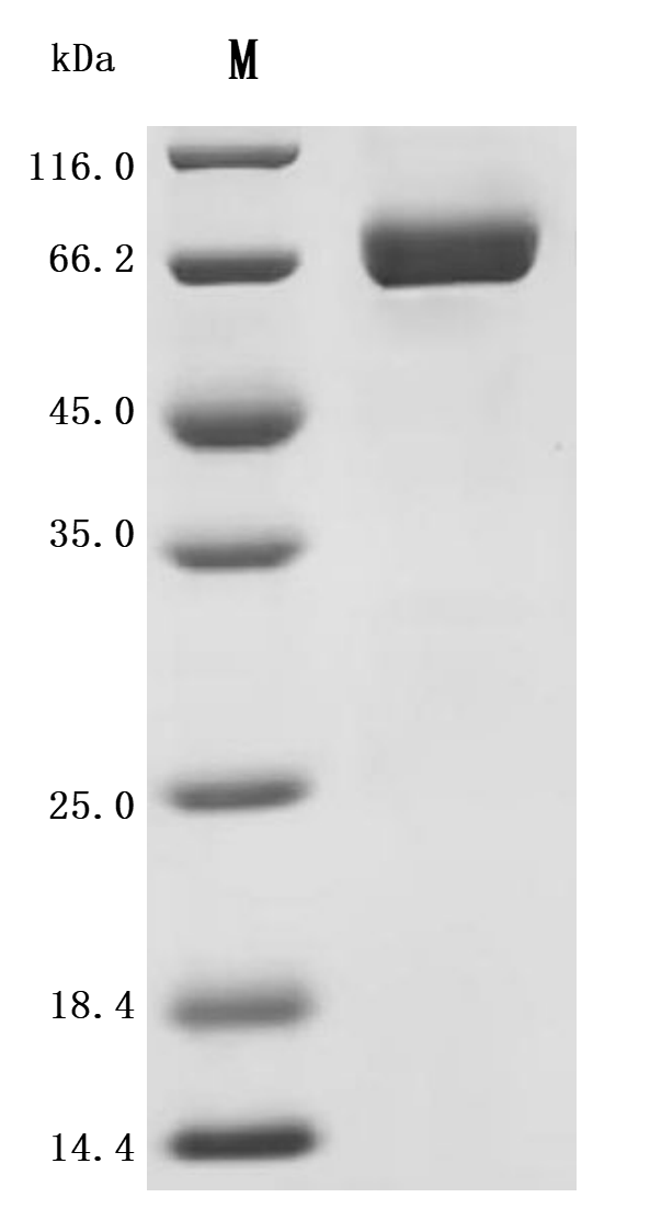 SDS-PAGE