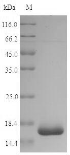 SDS-PAGE