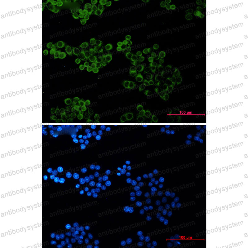 Валидация IF - AntibodySystem RHF14801