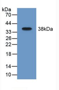 57459
