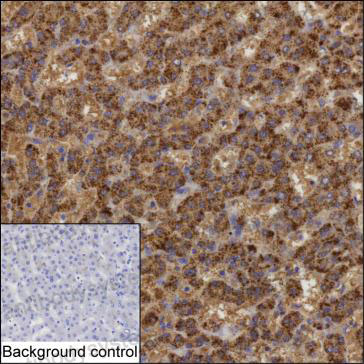 Валидация AntibodySystem RHC05305