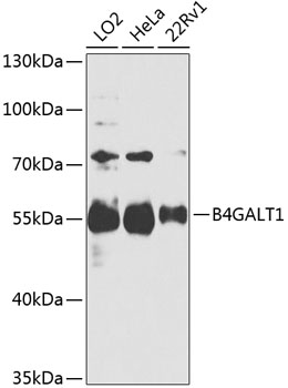 Валидация Elabscience E-AB-92439