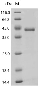 SDS-PAGE