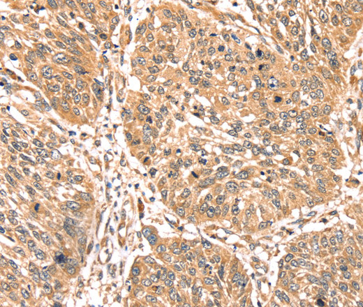 Валидация Elabscience E-AB-15349