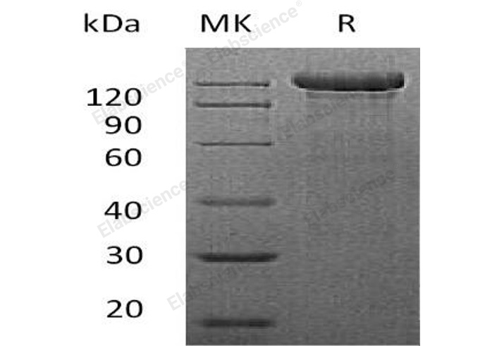 Валидация Elabscience PKSM041138(5051)