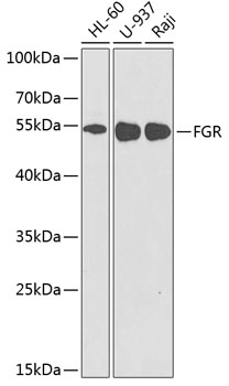 Валидация Elabscience E-AB-60591