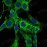 Валидация IF - AntibodySystem RHF52709