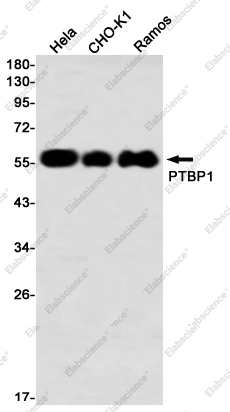 Вестерн-блоттинг, PTBP1, клетки HeLa, CHO-K1, Ramos