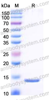 YHE53602, SDS-PAGE