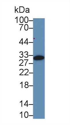 13863
