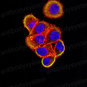 Валидация IF - AntibodySystem RHD40501