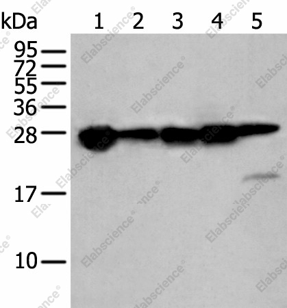 Вестерн-блоттинг, HSPB1, клетки 293T