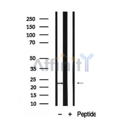 Валидация Affinity AF7927 - 4677
