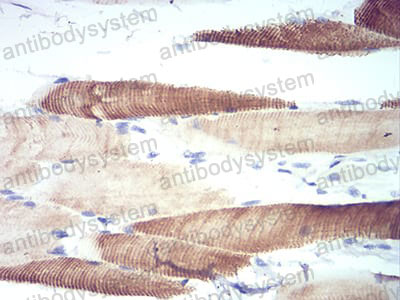 Валидация AntibodySystem RHB10103 (263)