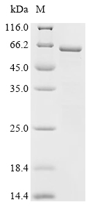 SDS-PAGE