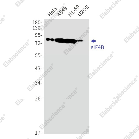 Вестерн-блоттинг, eIF4B, клетки HeLa, A549, HL-60, U2OS