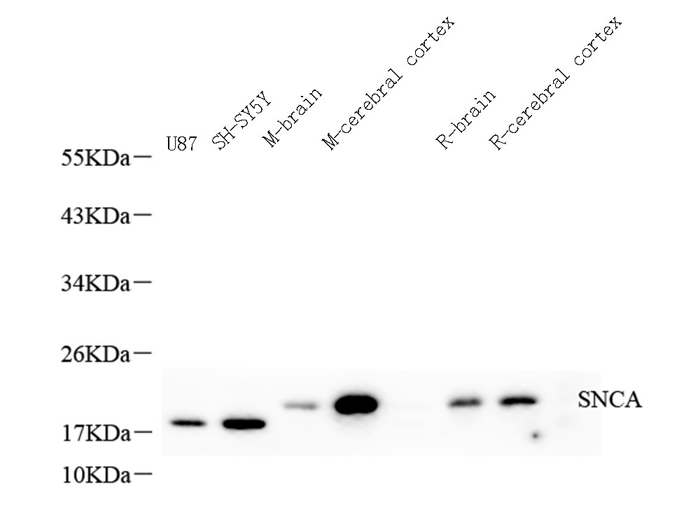 Валидация Elabscience E-AB-70302
