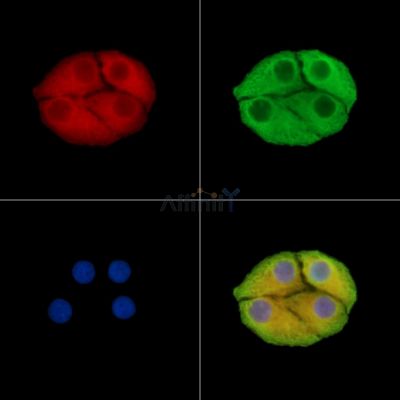 Валидация Affinity DF15267 - 11552