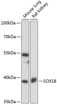 Валидация Elabscience E-AB-91569